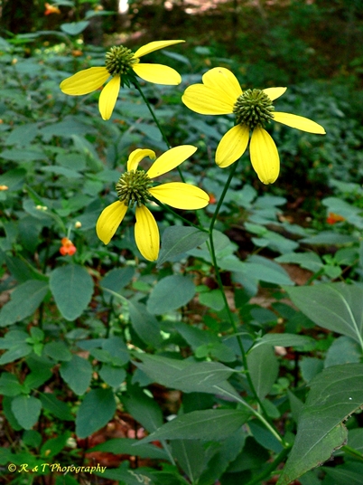 {Rudbeckia laciniata}